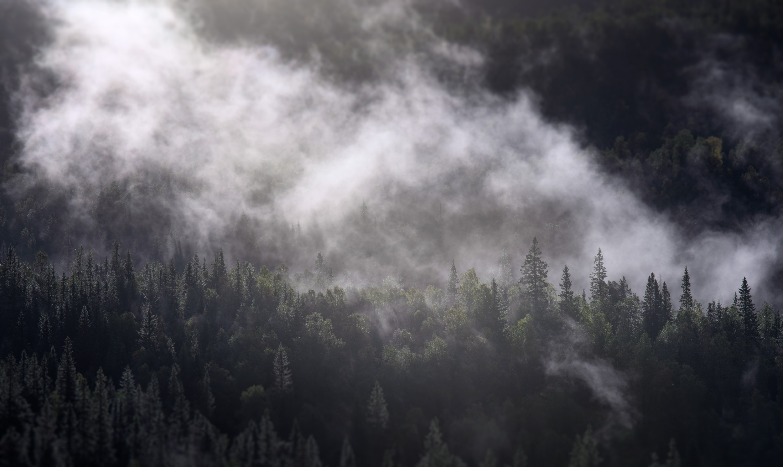 Skog i dimma