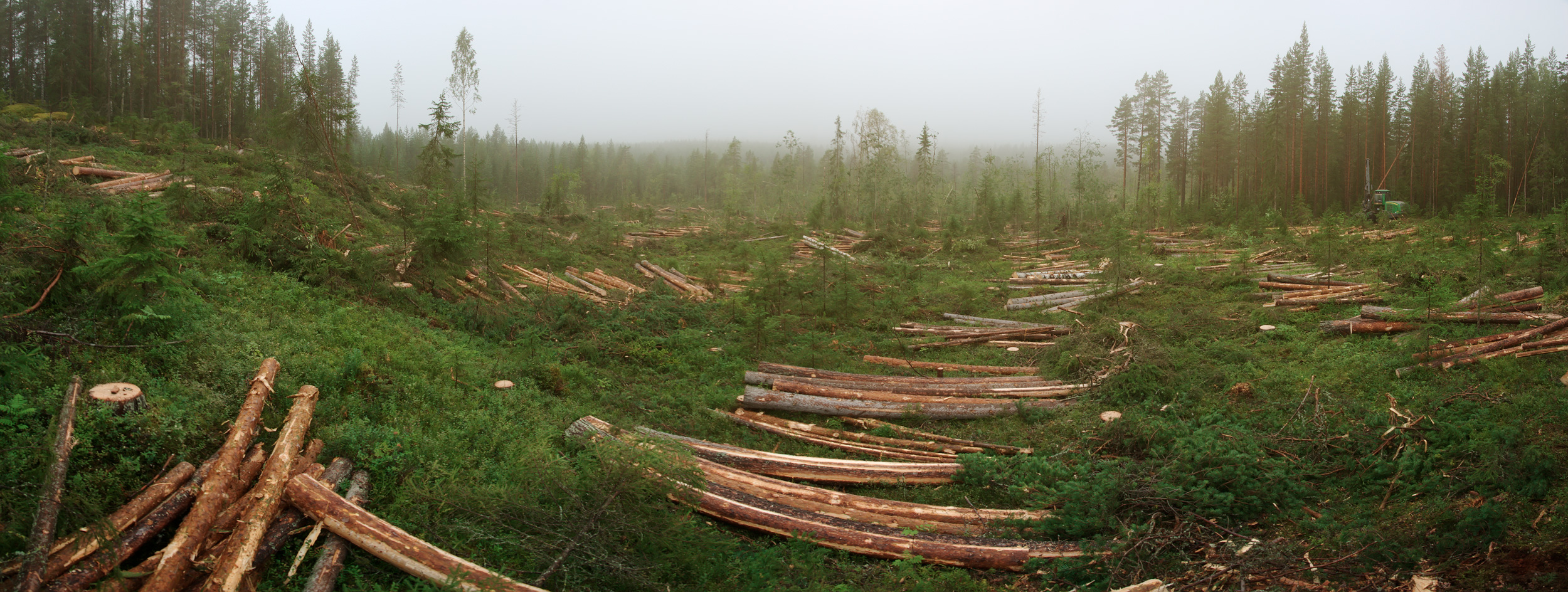 Panorama över skogsarbete med skördare