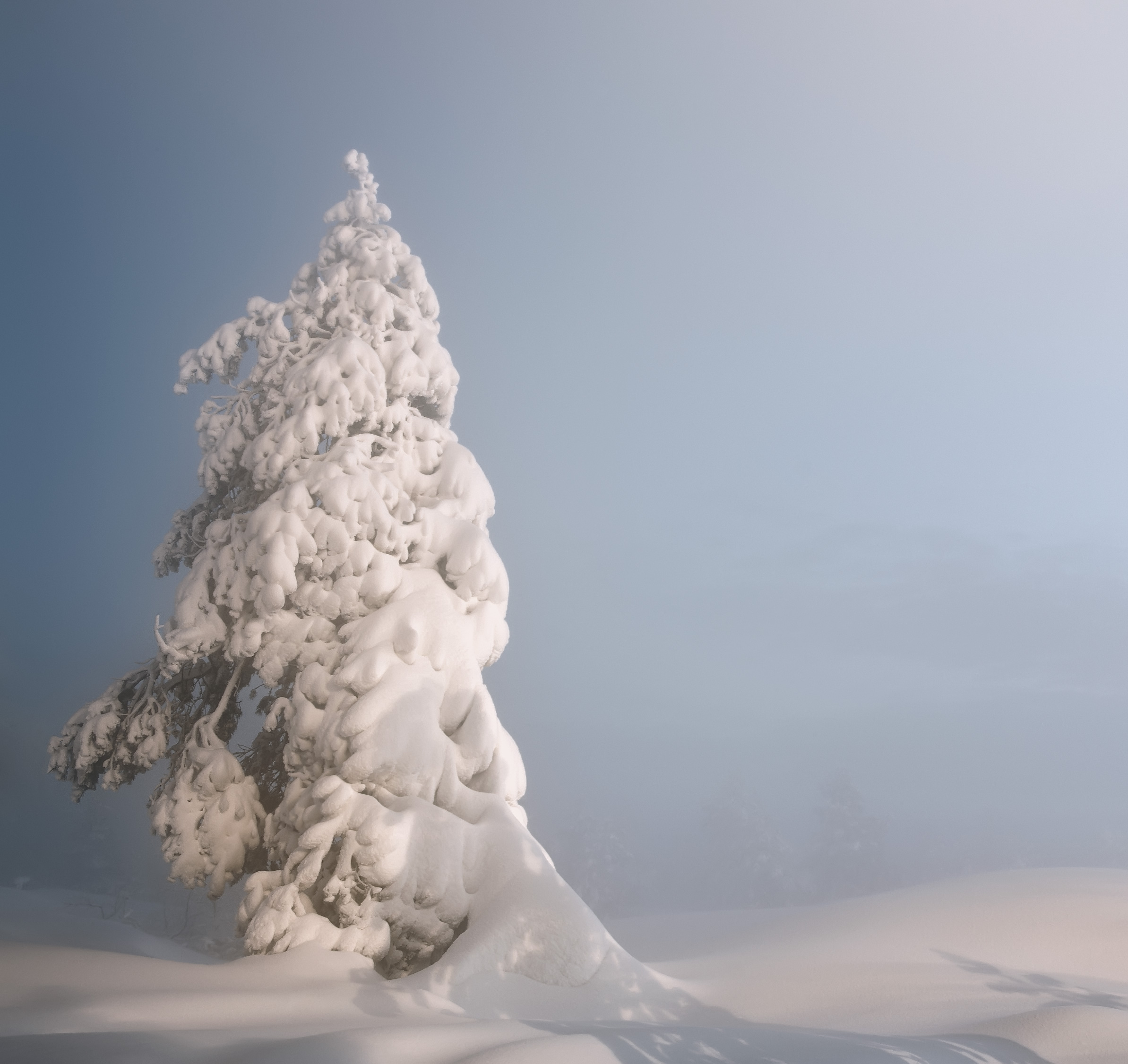 Träd med snö