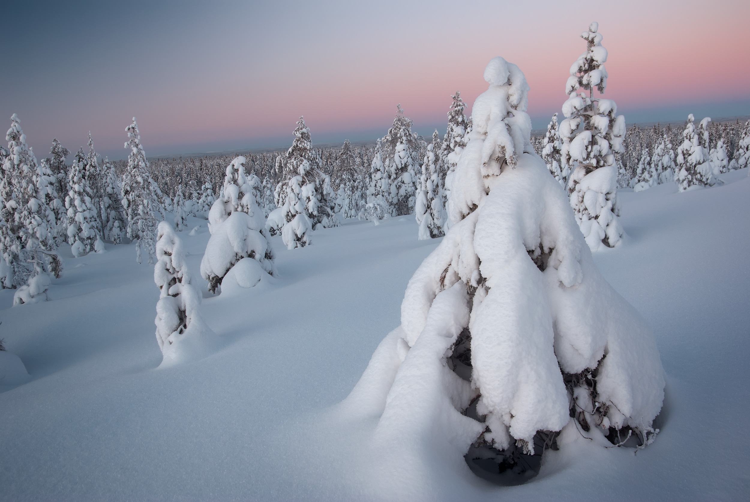 Midvinter i skog med snö